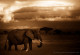 Amboseli-Nationalpark in Afrika