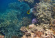 Great Barrier Reef – ein Naturwunder